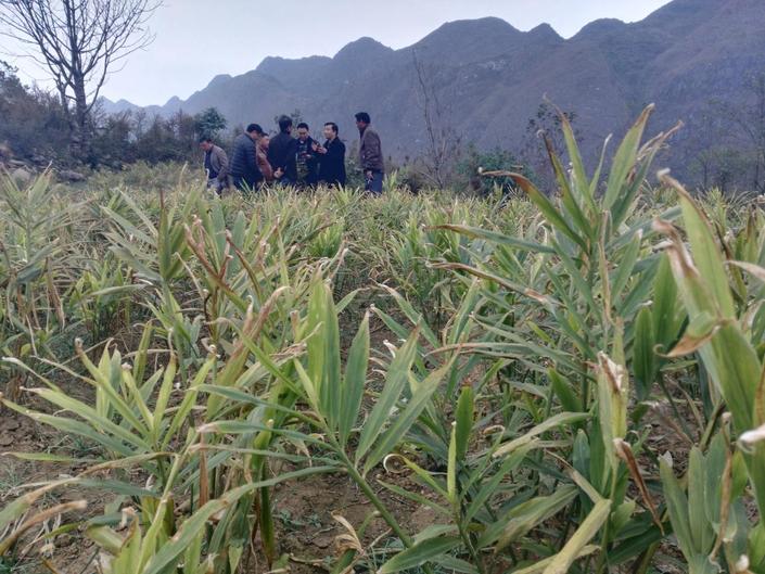 （扶貧）貴州電商雲多舉措助六枝滯銷姜渡難關