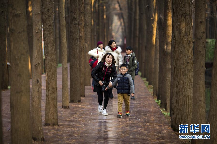 江蘇興化：水上森林冬景美