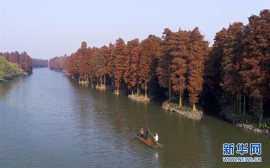 江蘇興化：水上森林冬景美