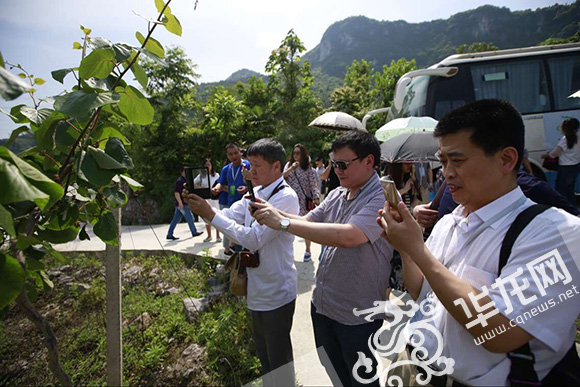 小小獼猴桃帶動增收 網媒總編點讚黔江綠色扶貧道路