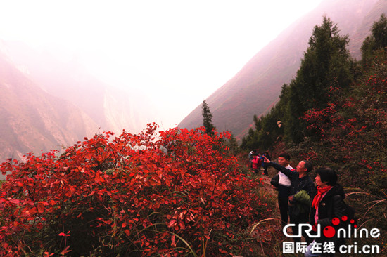 已過審【行遊巴渝 圖文】重慶巫山：紅葉沉醉彩葉迷人 賞葉正當時