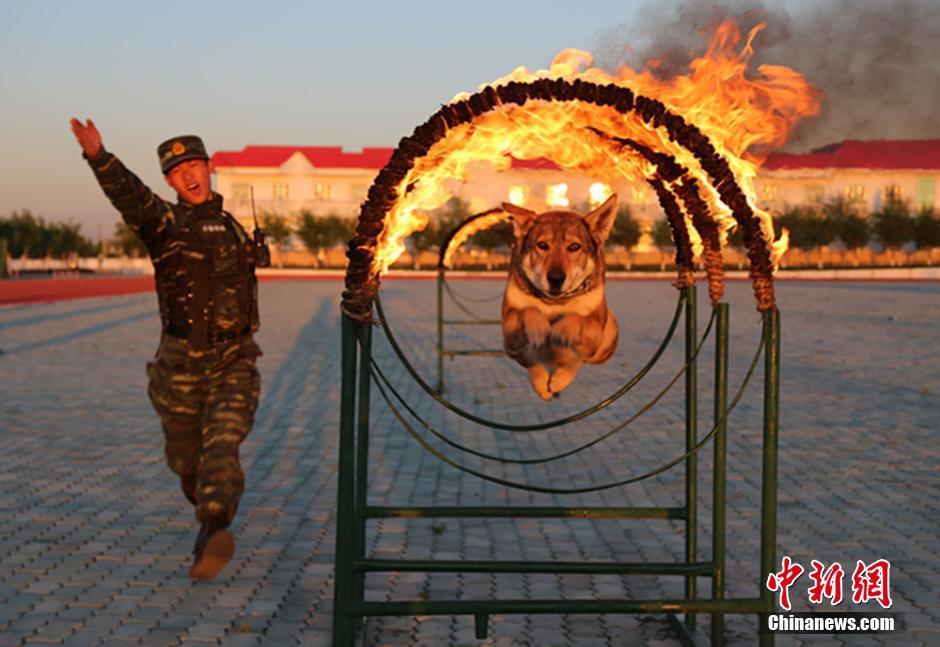 武警兵團官兵立足實戰演練“人犬結合”
