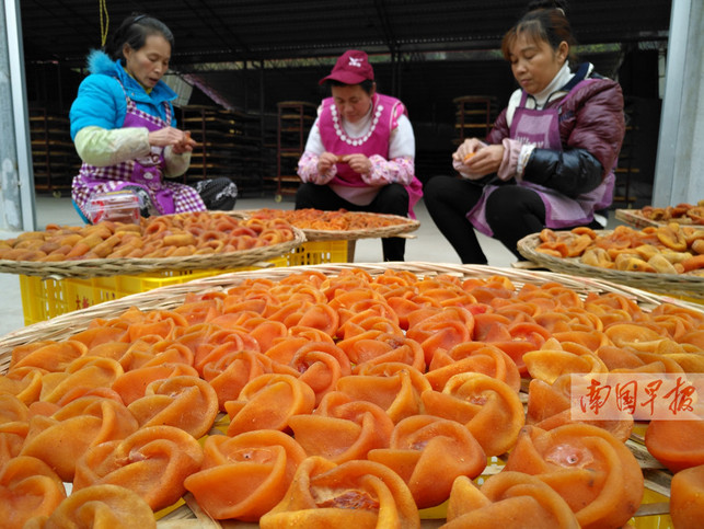 【焦點圖】（頁面標題）今年恭城平樂柿子豐收（內容頁標題）今年恭城平樂柿子豐收 價低滯銷挂滿枝頭