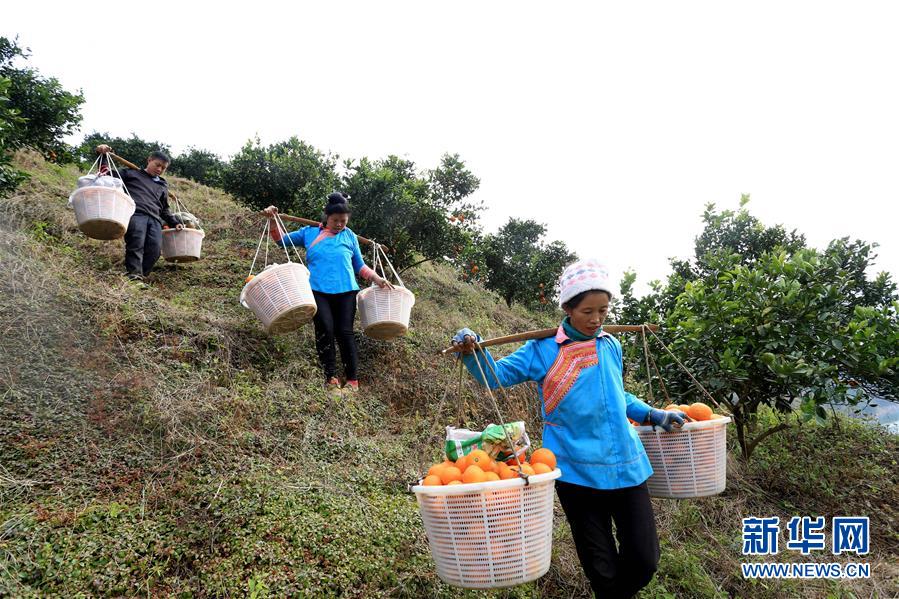 貴州榕江：冬日臍橙黃