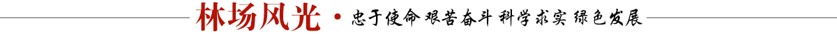 林場風光banner_fororder_林場風光