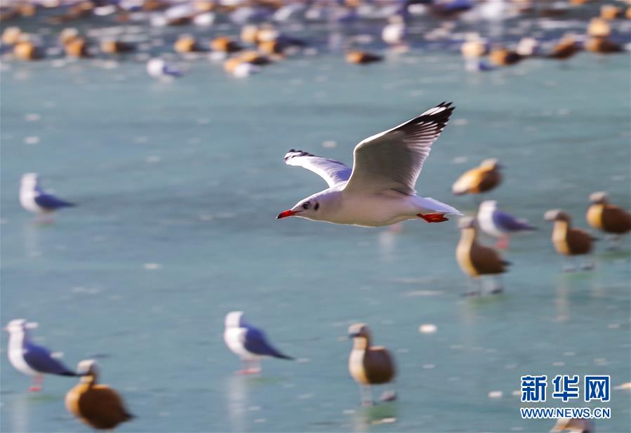 冬日拉薩：龍王潭裏鳥兒多