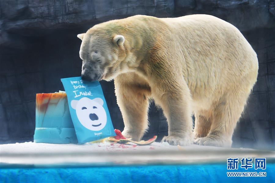 新加坡動物園為北極熊伊努卡慶生