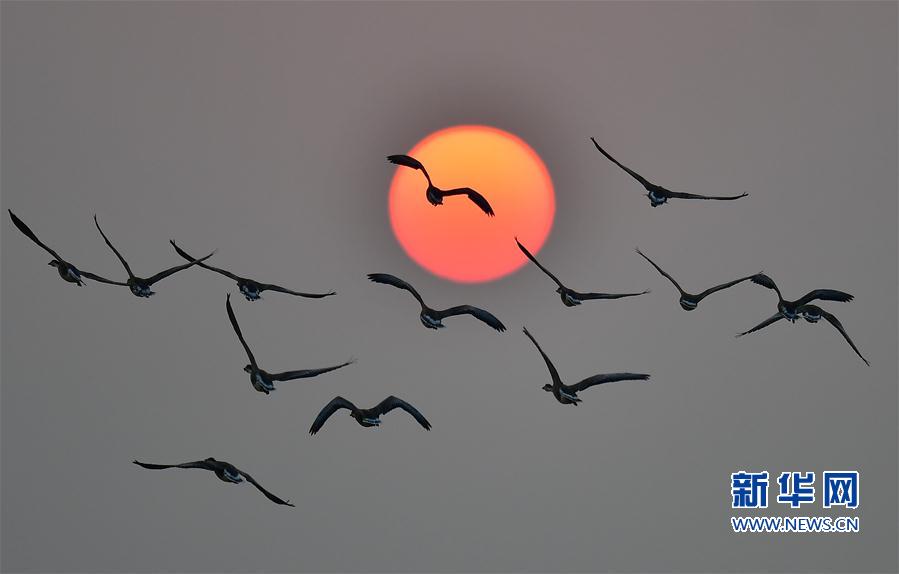 江西南昌：夕陽渡飛鳥