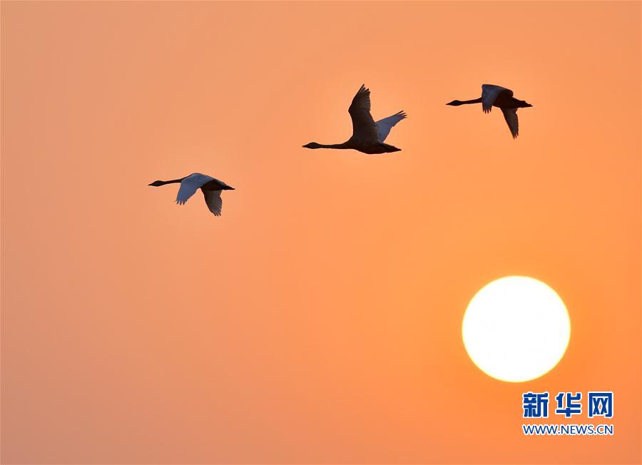 江西南昌：夕陽渡飛鳥