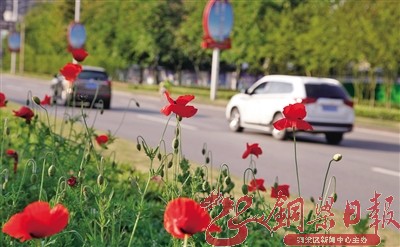 【行遊巴渝 圖文】銅梁：你最愛哪一抹迷人的冬色?
