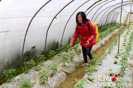 已過審【區縣聯動】【潼南】潼南：扣膜技術用得妙 冬季蔬菜防寒抗凍産量高【區縣聯動】潼南：扣膜技術助冬季蔬菜防寒抗凍