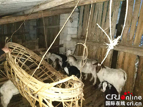 已過審【法制安全】雨雪交加 巫溪民警大山中找回走失羊群和老人
