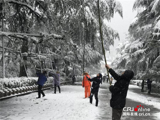 （已過審 供稿 旅遊 三吳大地南京）鍾山風景區值守人員雪夜堅守保護古樹活化石