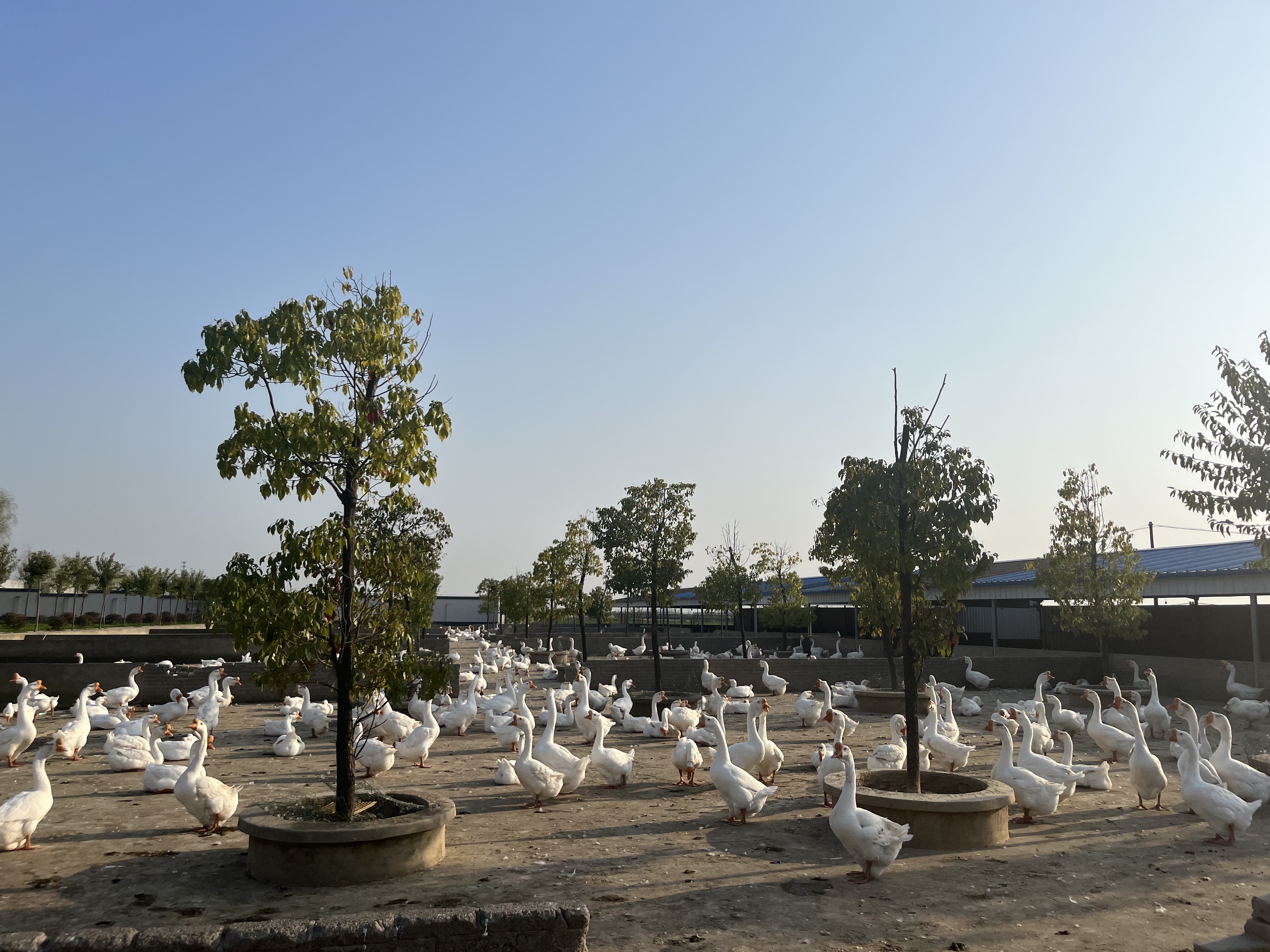 【沿著足跡看變化】六安市裕安區：皖西白鵝，産業鏈上展翅飛_fororder_fca29ec9084a1379784f224719504f7