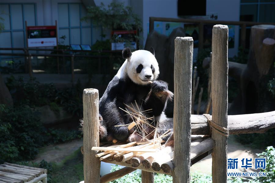 旅馬大熊貓“靚靚”誕下第二隻寶寶