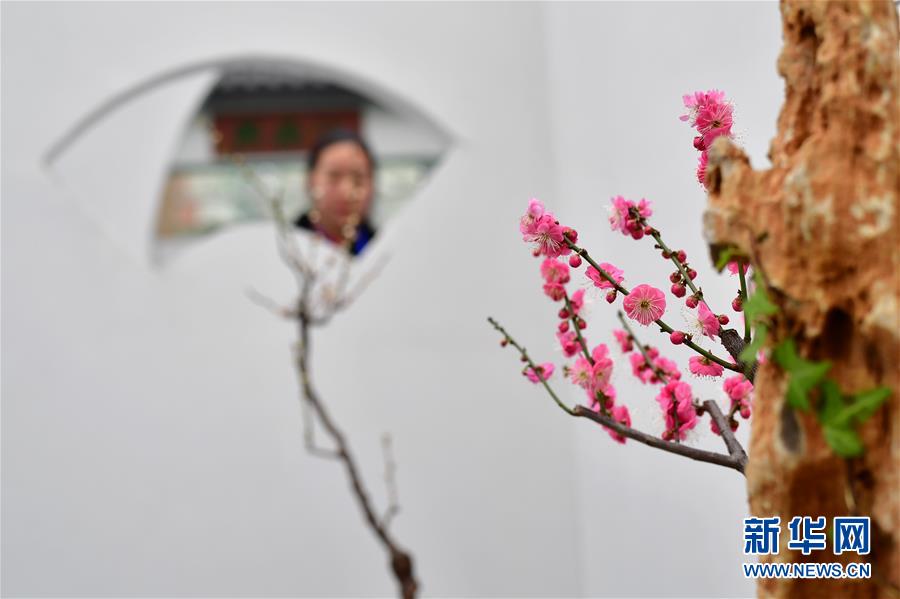 河南鄢陵：冬日“花都”蠟梅開