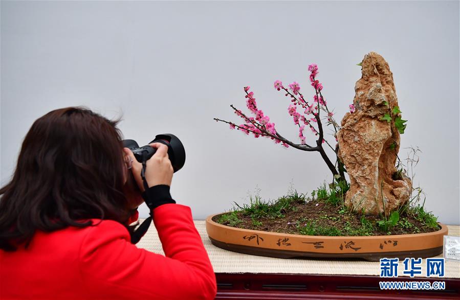 河南鄢陵：冬日“花都”蠟梅開
