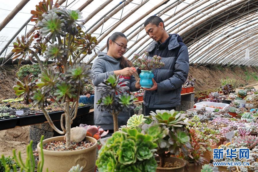 河北任丘：夫妻打造“多肉花園”實現創業夢