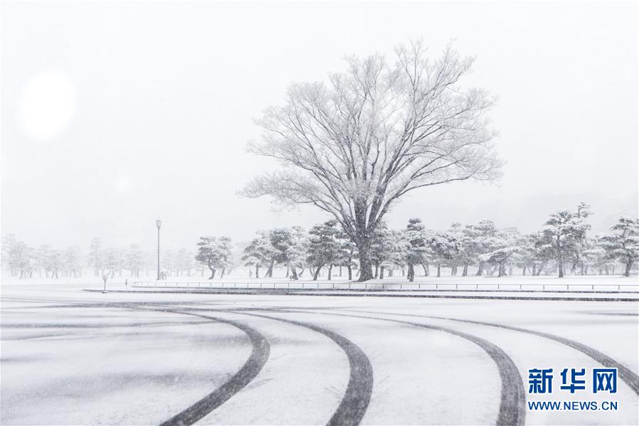 日本東京迎初雪