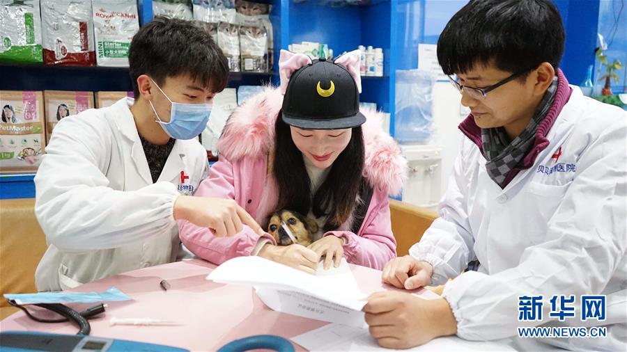 江西南昌：首設犬只領養窗口