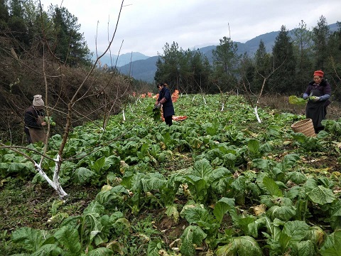 【區縣聯動】【武隆】武隆區白雲鄉：優質綠色菜頭 持續帶動農戶增收【區縣聯動】武隆白雲鄉：優質綠色菜頭帶動農戶增收