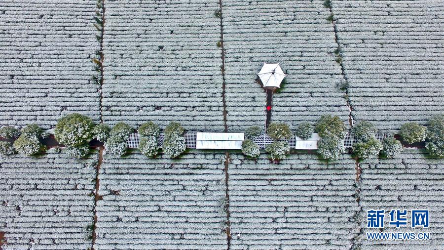 江西吉安：雪潤茶園