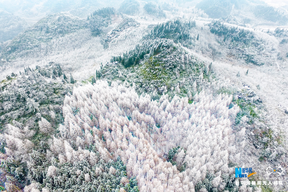 【渝情渝景】瓊花盡落山王坪 人間無處不飛花