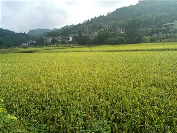 【區縣聯動】【大足】大足劃定糧食生産“兩區” 提升糧食綜合生産力【區縣聯動 列表】大足劃定糧食生産“兩區”地塊