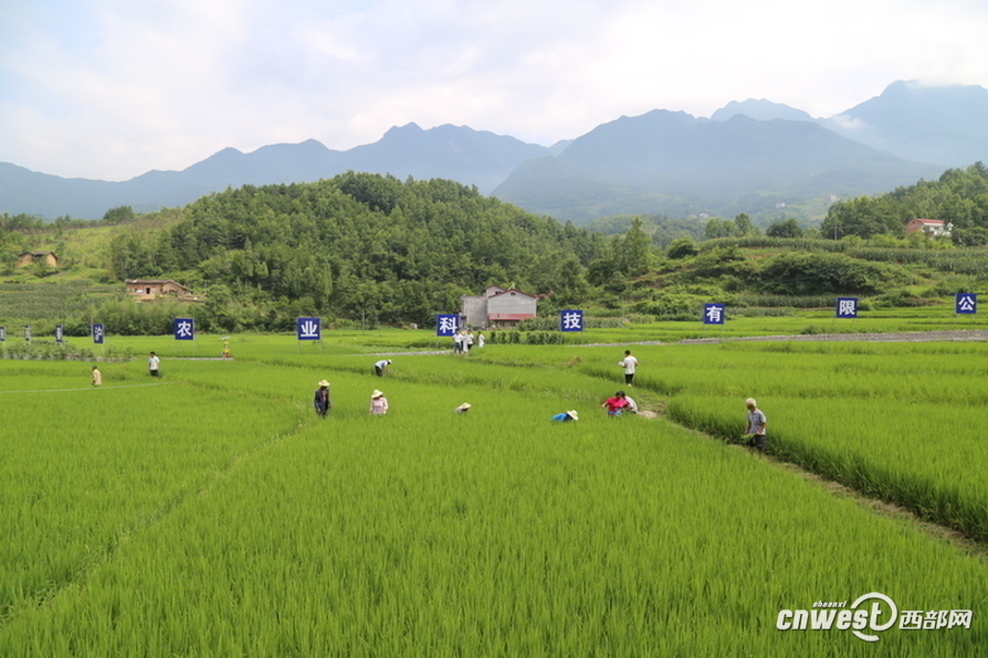 焦點圖：西安83歲老人剪紙剪出水滸108將 歷時一年半