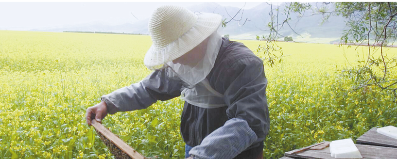 【焦點圖】秦嶺“土著”蜂 釀出舌尖上的甜蜜