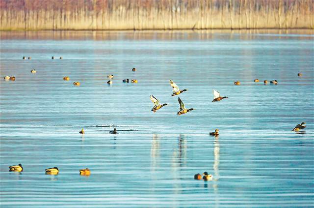 【區縣聯動】【開州】渚清沙白鳥飛回 開州漢豐湖迎來大量冬季候鳥【區縣聯動　列表】開州漢豐湖迎來大量冬季候鳥