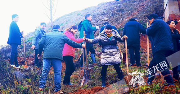【區縣聯動】【江津】江津四面山鎮機關幹部為600棵水杉"安新家"【區縣聯動　列表】江津四面山鎮600棵水杉"安新家"