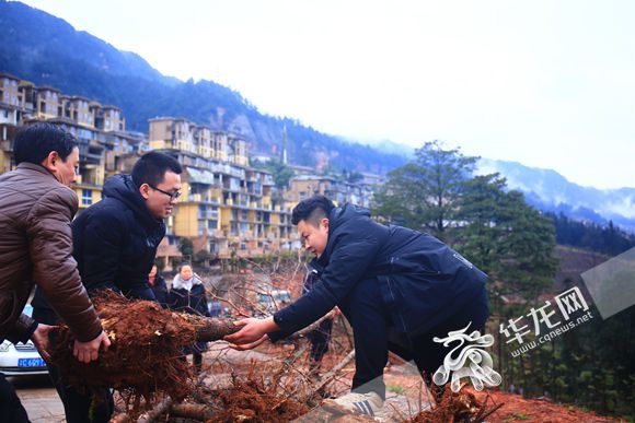 【區縣聯動】【江津】江津四面山鎮機關幹部為600棵水杉"安新家"【區縣聯動　列表】江津四面山鎮600棵水杉"安新家"