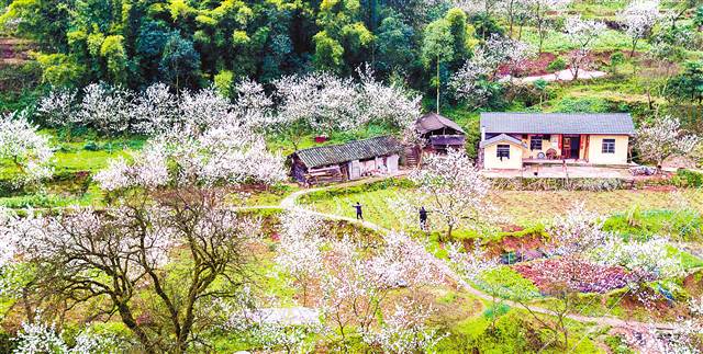 【行遊巴渝 圖文】春來櫻花開 鄉村風景美