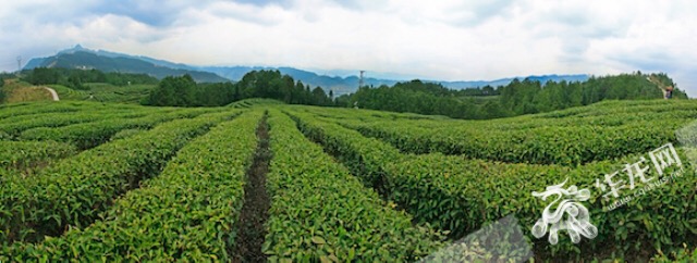 【區縣聯動】【萬州】推進農村現代化 萬州將建設渝首個國家農業公園【區縣聯動 列表】萬州將建設重慶首個國家農業公園