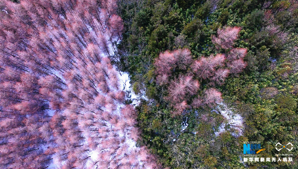 【渝情渝景】重慶貓兒背 冬季枯木遇上初春白雪