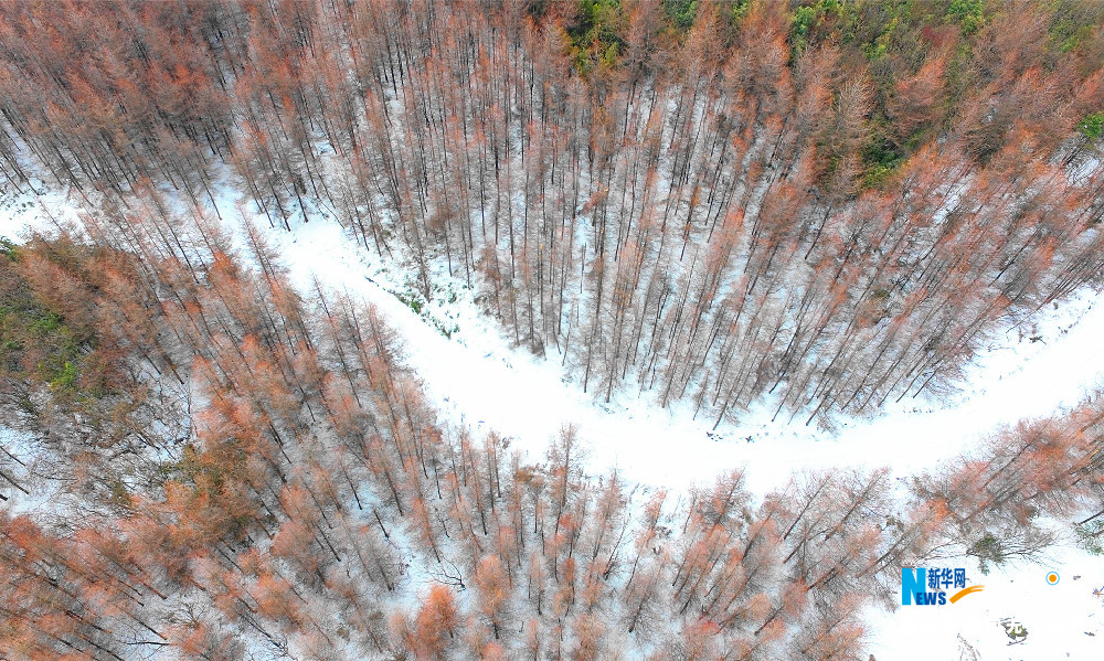 【渝情渝景】重慶貓兒背 冬季枯木遇上初春白雪