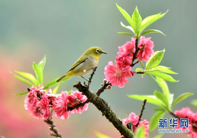 桃花綻放滿園春