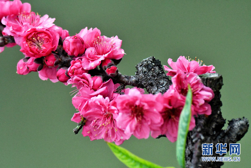 桃花綻放滿園春