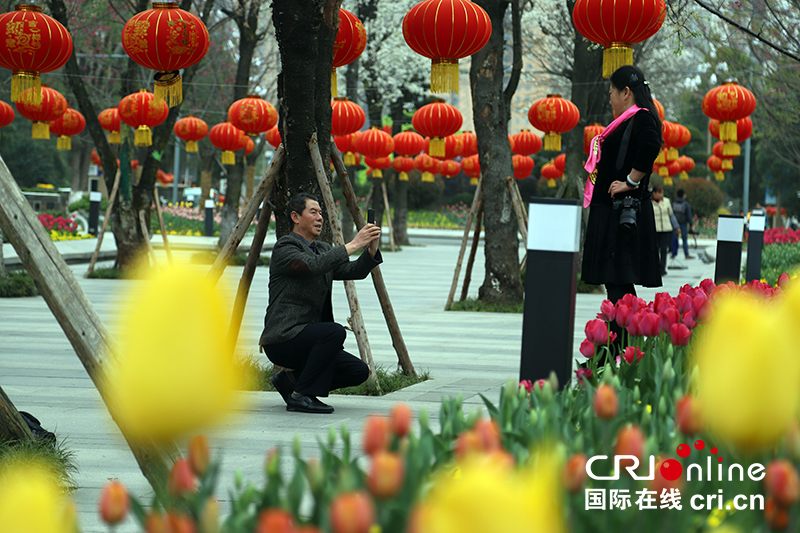 貴州貴陽阿哈湖萬餘株鬱金香爭先綻放