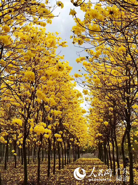 廣州花都：黃花風鈴木迎春怒放