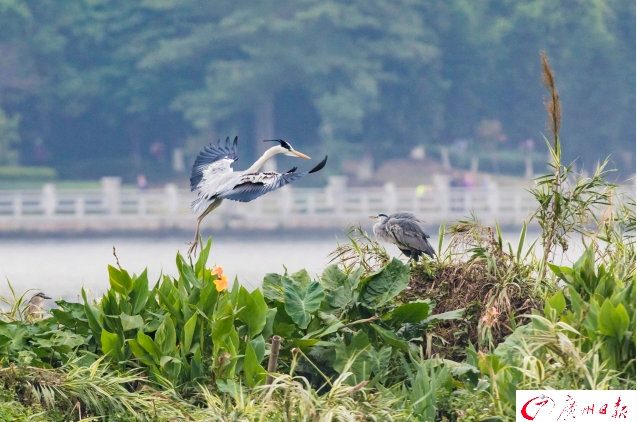 春日到 海珠湖鷺鳥飛生態美