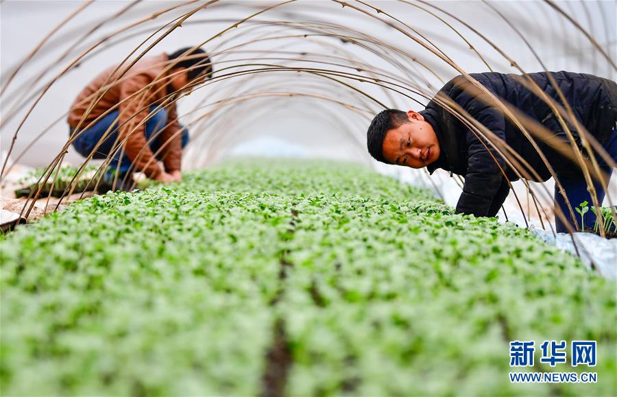 【聚焦重慶】重慶農網改造助力鄉村脫貧攻堅