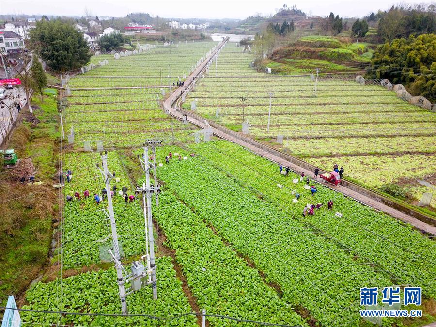 【聚焦重慶】重慶農網改造助力鄉村脫貧攻堅
