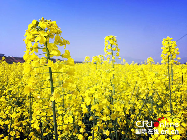 賞遊金色花海 成都（金堂）油菜花節啟幕