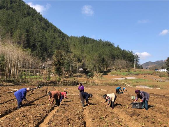 【區縣聯動】【雲陽】雲陽藥材基地種植忙 山旮旯變“聚寶盆”拔窮根【區縣聯動　列表】重慶雲陽縣藥材基地種植忙
