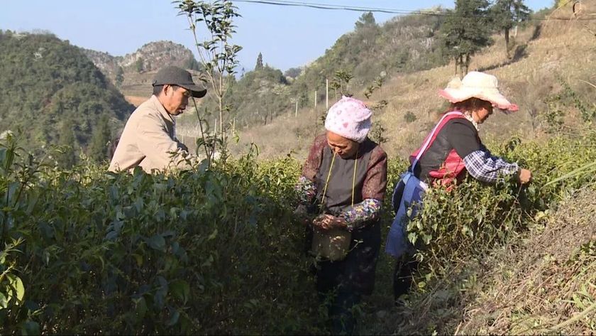 圖片默認標題_fororder_村民採茶忙