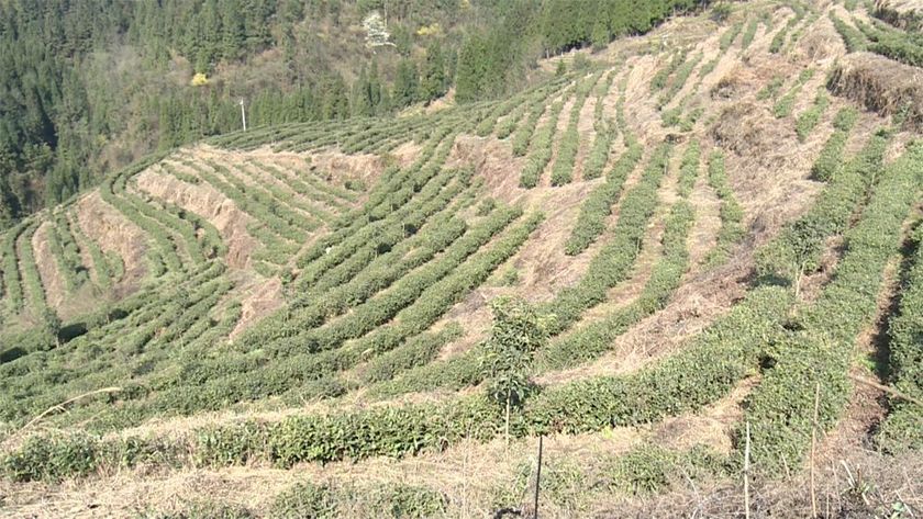 圖片默認標題_fororder_大用鎮茶葉基地