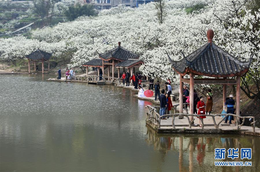 重慶：千樹萬樹李花開
