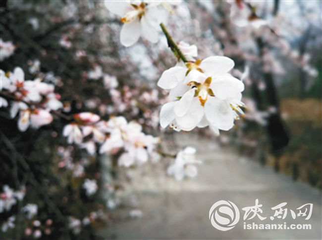 長安花_fororder_長安1